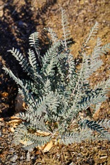 Astragalus asymmetricus