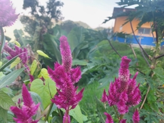 Celosia argentea