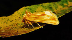 Cirrhophanus triangulifer