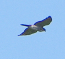 Accipiter virgatus