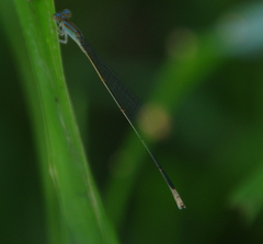 Aciagrion pallidum
