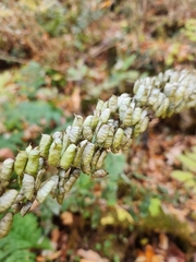 Actaea podocarpa