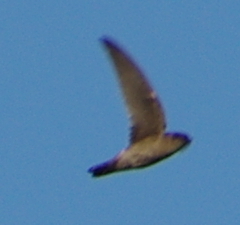 Aerodramus germani