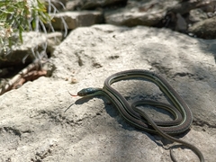 Thamnophis proximus rubrilineatus