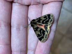 Ardices curvata