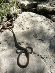 Thamnophis proximus rubrilineatus