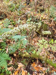 Actaea podocarpa