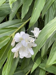 Hedychium coronarium image