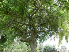 Kigelia africana