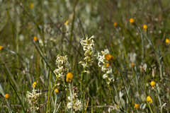Stackhousia subterranea