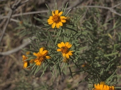 Aldama linearis