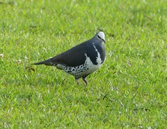 Leucosarcia melanoleuca