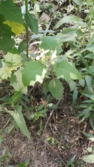 Solanum bonariense