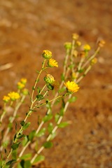 Grindelia camporum