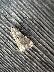 Eoparargyractis plevie