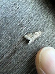 Eoparargyractis plevie