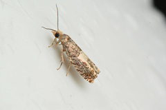 Epinotia