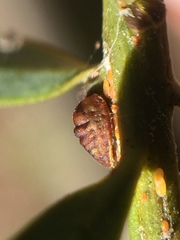 Madarococcus totarae