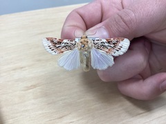 Spodoptera picta