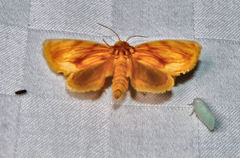 Cirrhophanus triangulifer