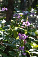 Calanthe sylvatica