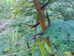 Vachellia cornigera
