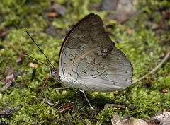 Archaeoprepona demophoon