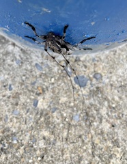 Acanthocinus nodosus