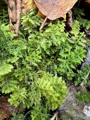 Trichocolea tomentella