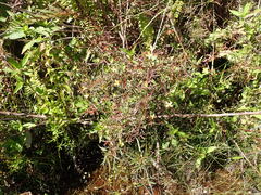 Ludwigia linearis