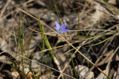 Wahlenbergia capillaris