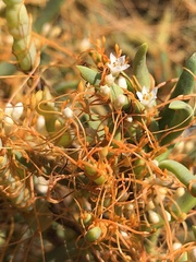 Cuscuta pacifica
