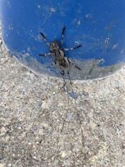 Acanthocinus nodosus