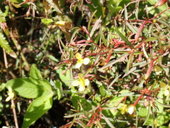 Ludwigia linearis