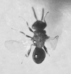 Eurytomidae