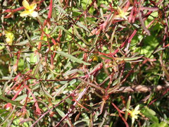 Ludwigia linearis