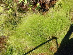 Eleocharis baldwinii