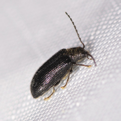 Artematopodidae