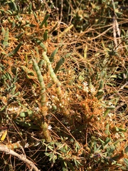 Cuscuta pacifica