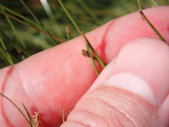 Eleocharis baldwinii