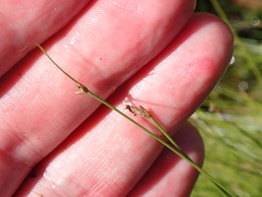 Eleocharis baldwinii