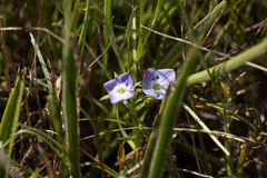 Veronica gracilis
