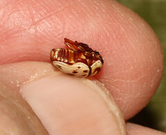 Cryptocephalus mutabilis