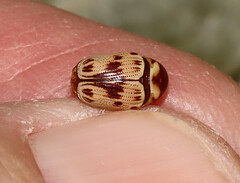 Cryptocephalus mutabilis