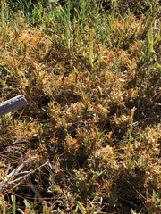 Cuscuta pacifica