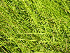 Eleocharis baldwinii