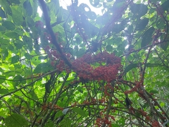 Urera caracasana