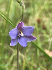 Thelymitra juncifolia