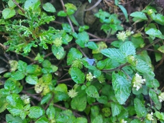 Hyptis capitata