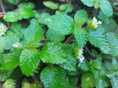 Hyptis capitata